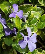 Image result for Vinca Minor Shurgert