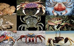 Image result for Crab Larva