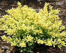 Image result for Dwarf Yellow Shrubs