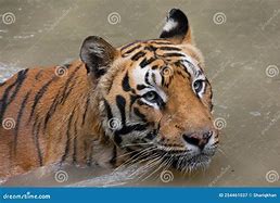 Image result for Sabertooth Tiger Side Profile