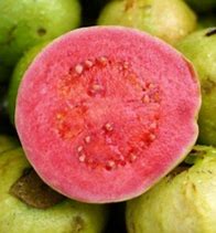 Image result for Pokok Jambu Batu