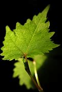 Image result for Fresh Leaf