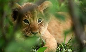 Image result for Male Lion with Cub Zoo