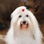 Image result for White Puffy Doggo