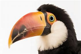 Image result for Toucan Beak Evolution