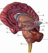 Image result for 12 Parts of the Brain