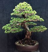 Image result for Pine Tree Forest Bonsai