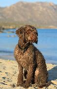 Image result for French Water Dog