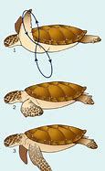 Image result for Cheloniidae