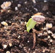 Image result for Flowers Seeds