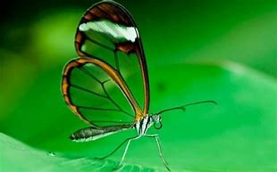 Image result for Greta Oto Butterfly