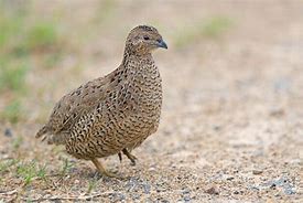 Image result for Brown Quail