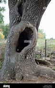 Image result for Shyamalan Ash Tree