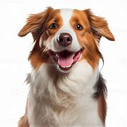 Image result for Dog Smiling Hard