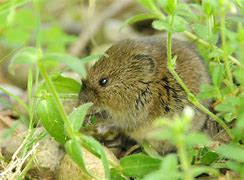 Image result for Baby Black Meadow Vole