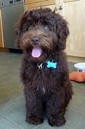 Image result for Labradoodle