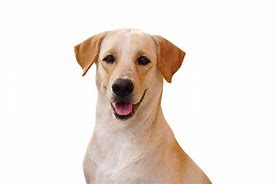 Image result for Perro Background