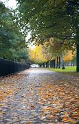 Image result for Leaves On Footpath