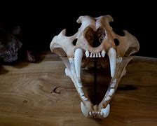 Image result for Tiger Skull Closed Mouth