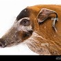 Image result for Pig Front Profile