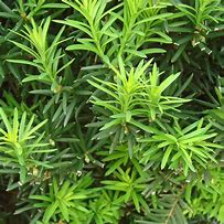 Image result for Evergreen Bush