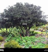 Image result for Kalulot Tree