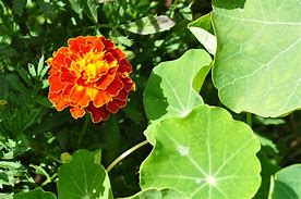 Image result for Mexican Marigold Flower