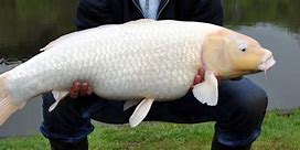 Image result for Carpa Koi