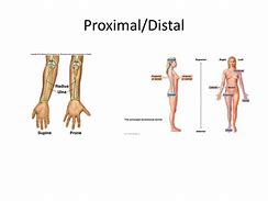 Image result for Proximal Middle Distal Phalanges