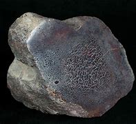 Image result for Dinosaur Bone Jasper