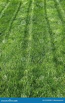 Image result for Bright Green Grass in Lawn