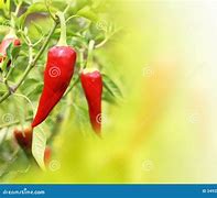 Image result for Chilli in Background