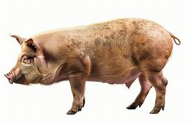 Image result for Swine Side View Pic