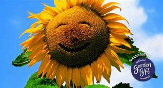 Image result for Sunflower Smile Graphic