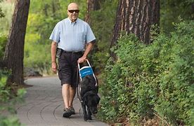 Image result for Guide Dog at Work Sign