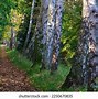 Image result for Narrow Path Beach