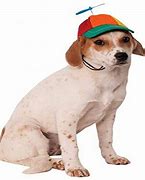 Image result for Hat for a Dog