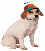 Image result for Dog with a Pepper Hat