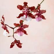 Image result for Oncidium Orchid Plant