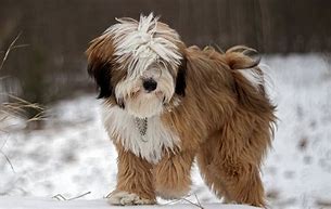 Image result for Tibetan Terrier Dog Breed