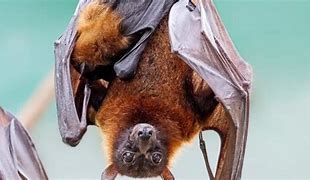 Image result for baby bat care