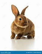 Image result for Baby Brown Rabbit