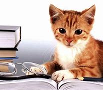 Image result for Animal Studying