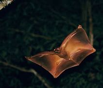 Image result for Biggest Colugo