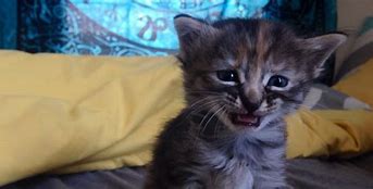 Image result for Crying Kitten