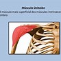 Image result for Musculos Do Ombro