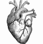 Image result for Anatomical Heart Vector