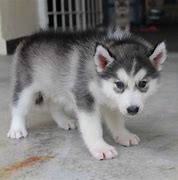 Image result for White Female Siberian Husky