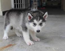 Image result for Grey Husky Puppies