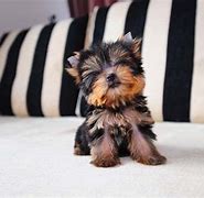 Image result for Teacup Yorkie Maltese